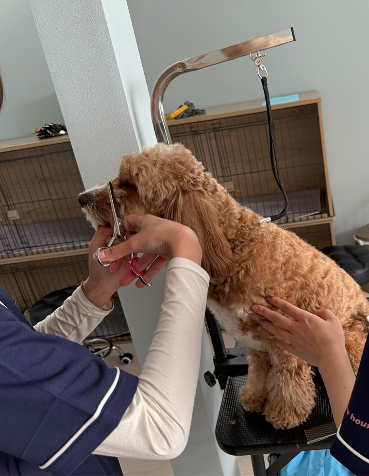 ドッグケアーハウスワン トリミングの写真 SP