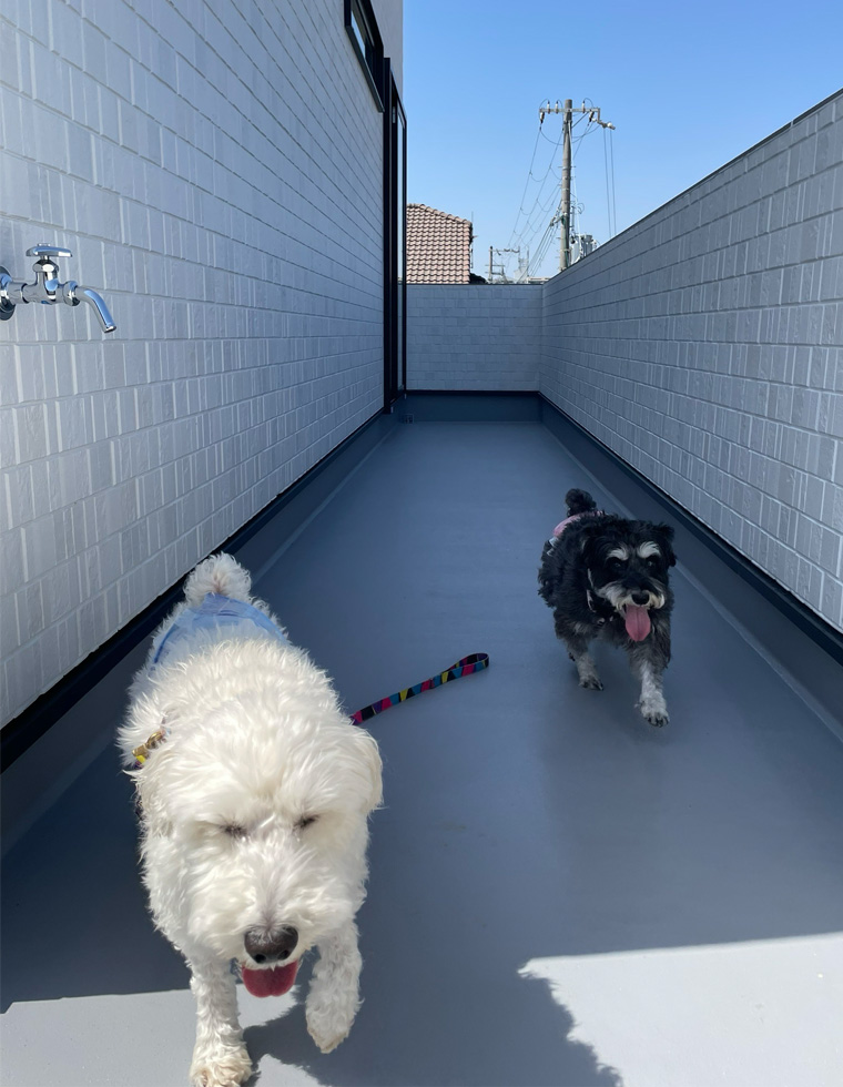 ドッグケアーハウスワン ドッグランの写真 SP