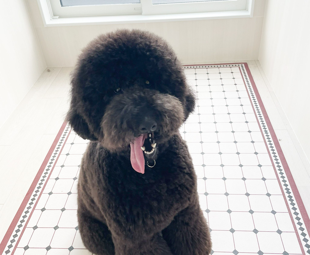 愛犬も嬉しい贅沢空間