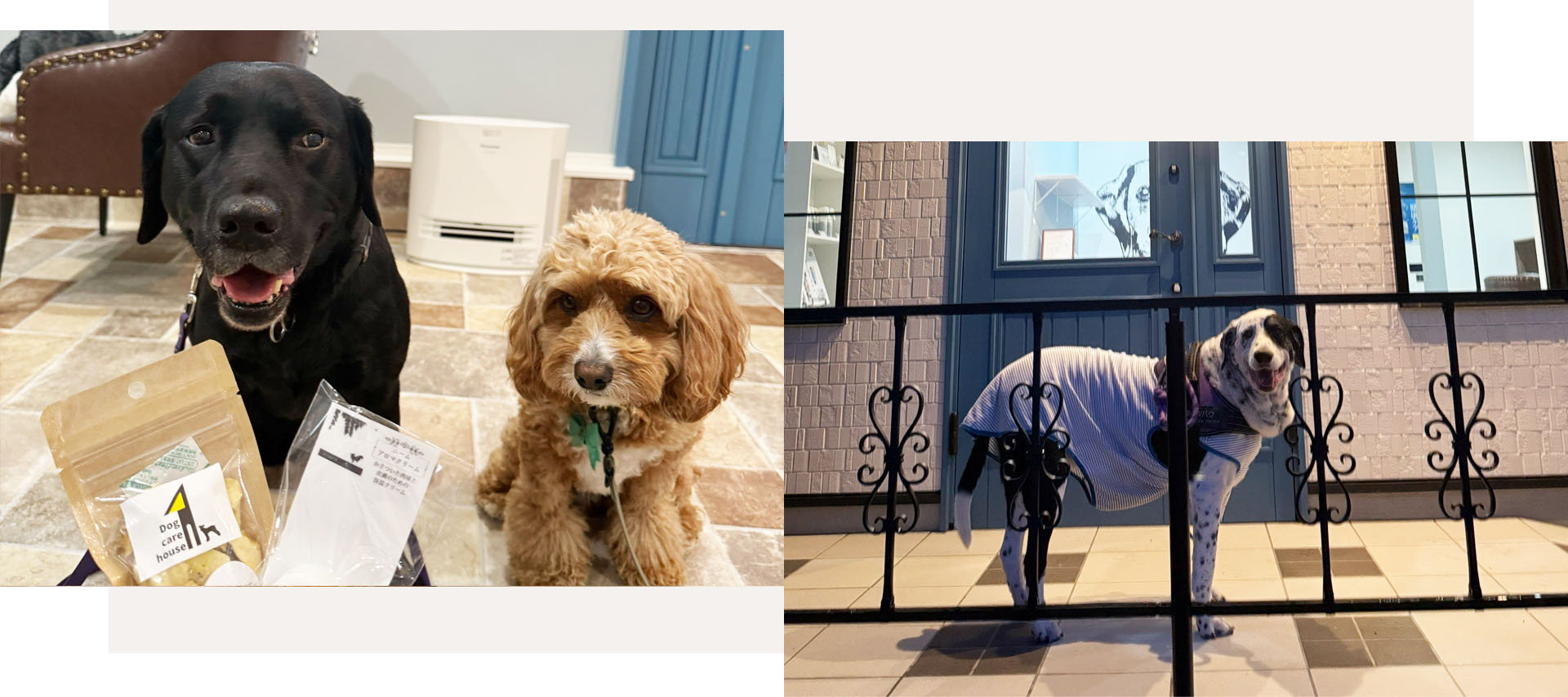 Dog Care House 1 お店のイメージ