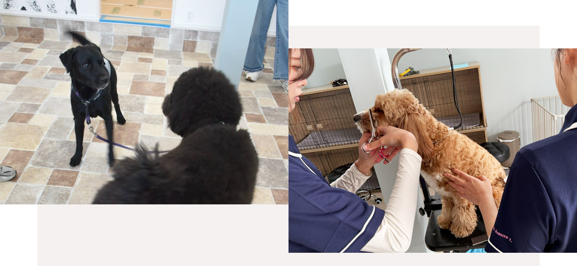 Dog Care House 1 お店のイメージ