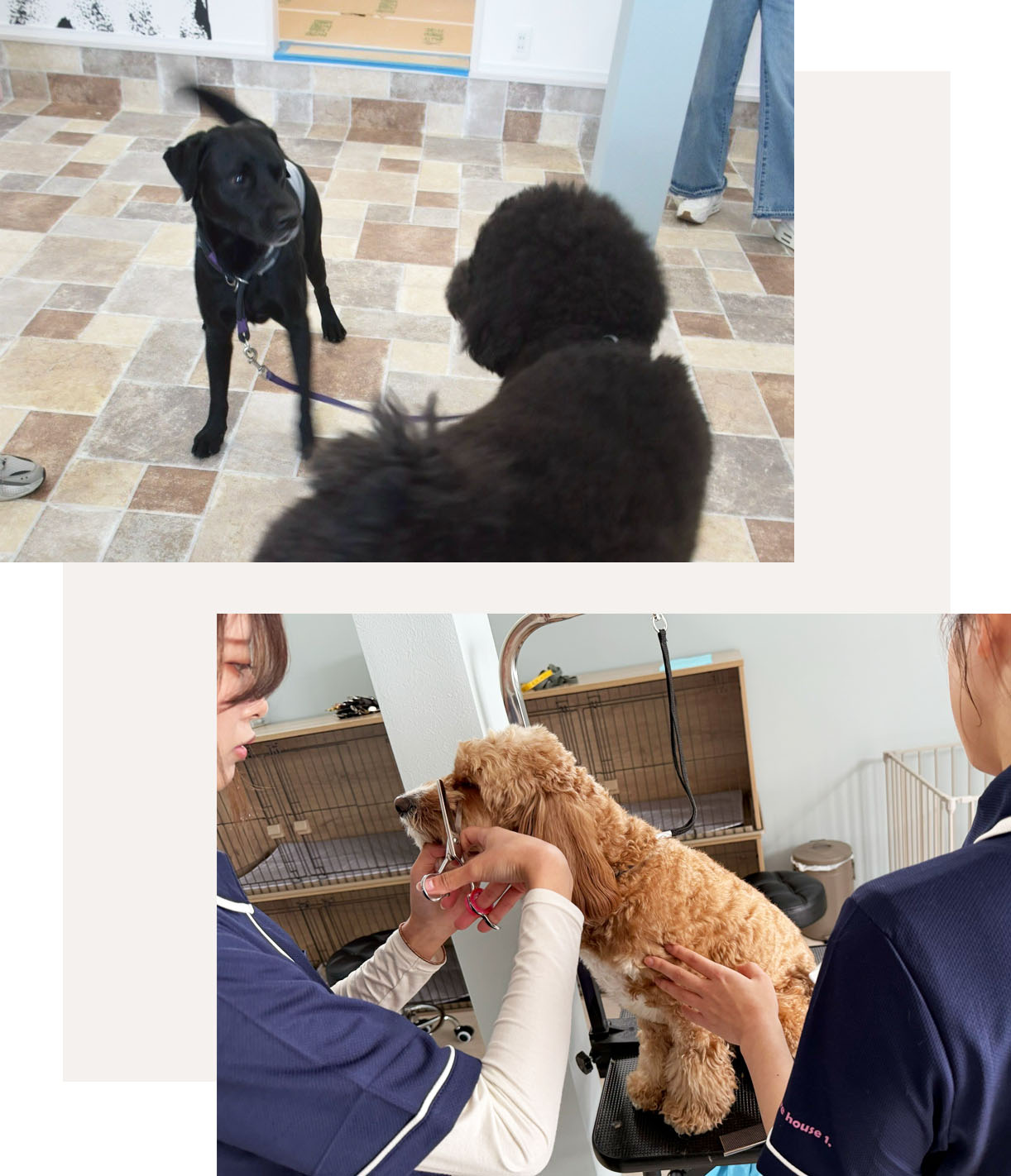 Dog Care House 1 お店のイメージ